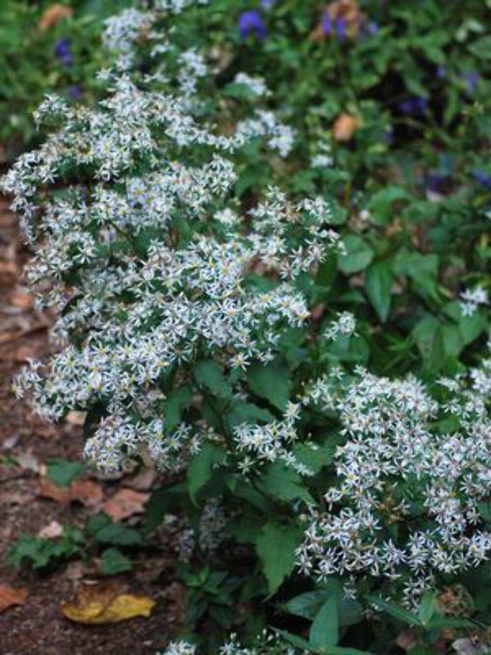 Perennial Farm Aster Divaricatus