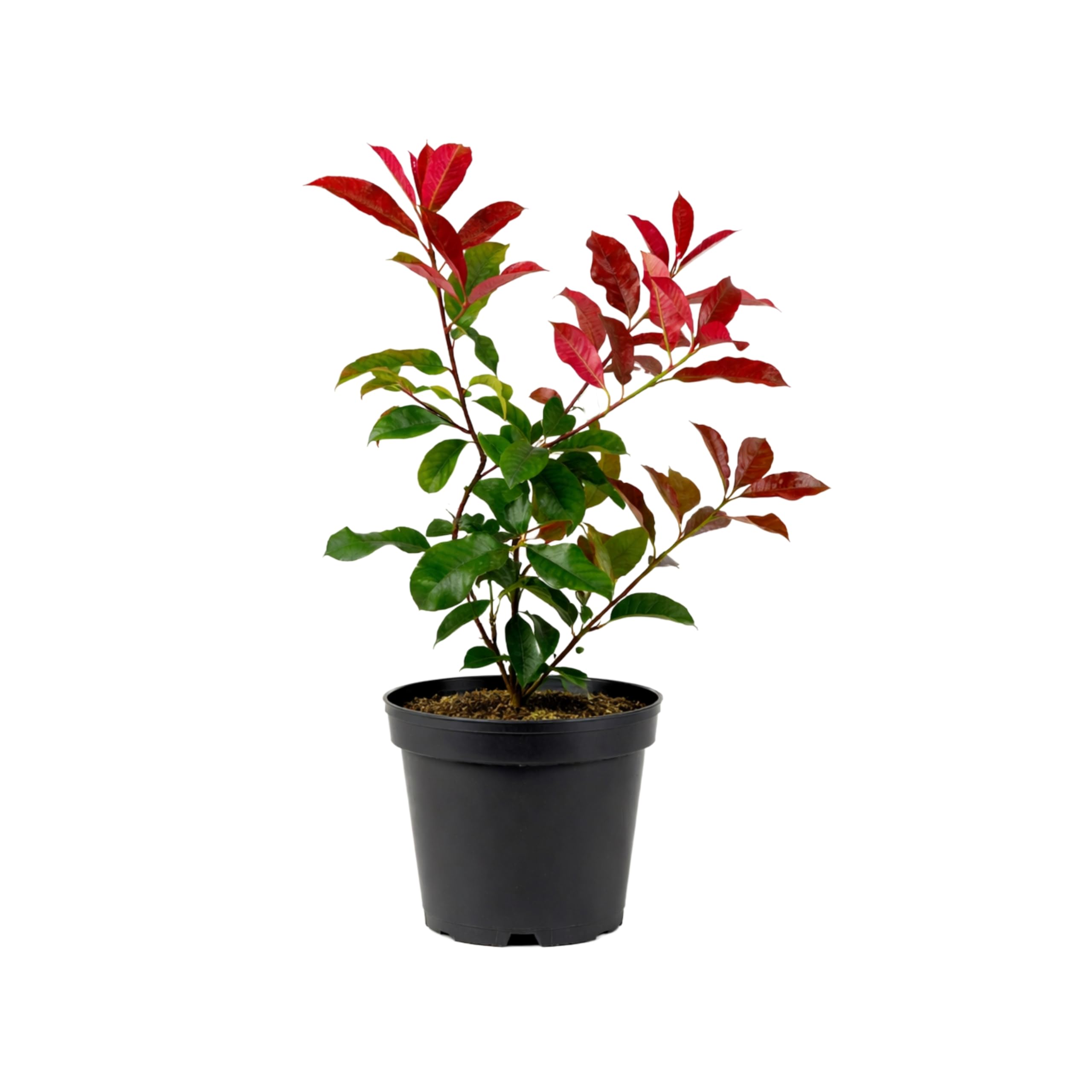 Photinia Red Robin Planta Natural en Maceta 40-50 cm de altura,Arbusto Ornamental Exterior Hoja Roja Planta Viva para Jardín Terraza Patio Seto Decorativo Fácil Cuidado. Photinia