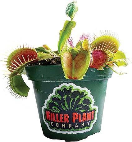 Amazon Com Venus Fly Trap Plant King Henry Cultivar Giant Carnivorous Plant Dionaea Muscipula Fastest Shipping 3 Inch Plant Pot Live Venus Fly Trap Plant The