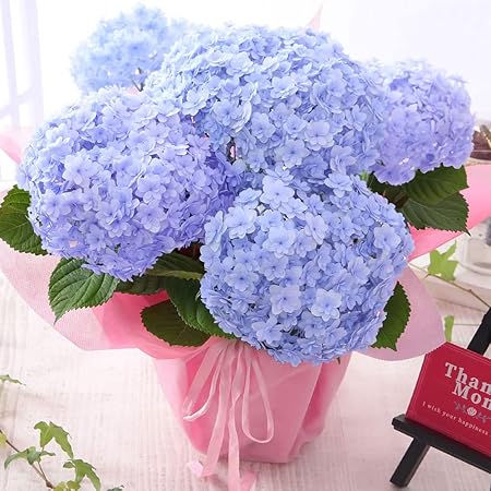 Amazon 母の日 アジサイ鉢 まあるい てまりてまり ブルー 22 観葉植物 オンライン通販