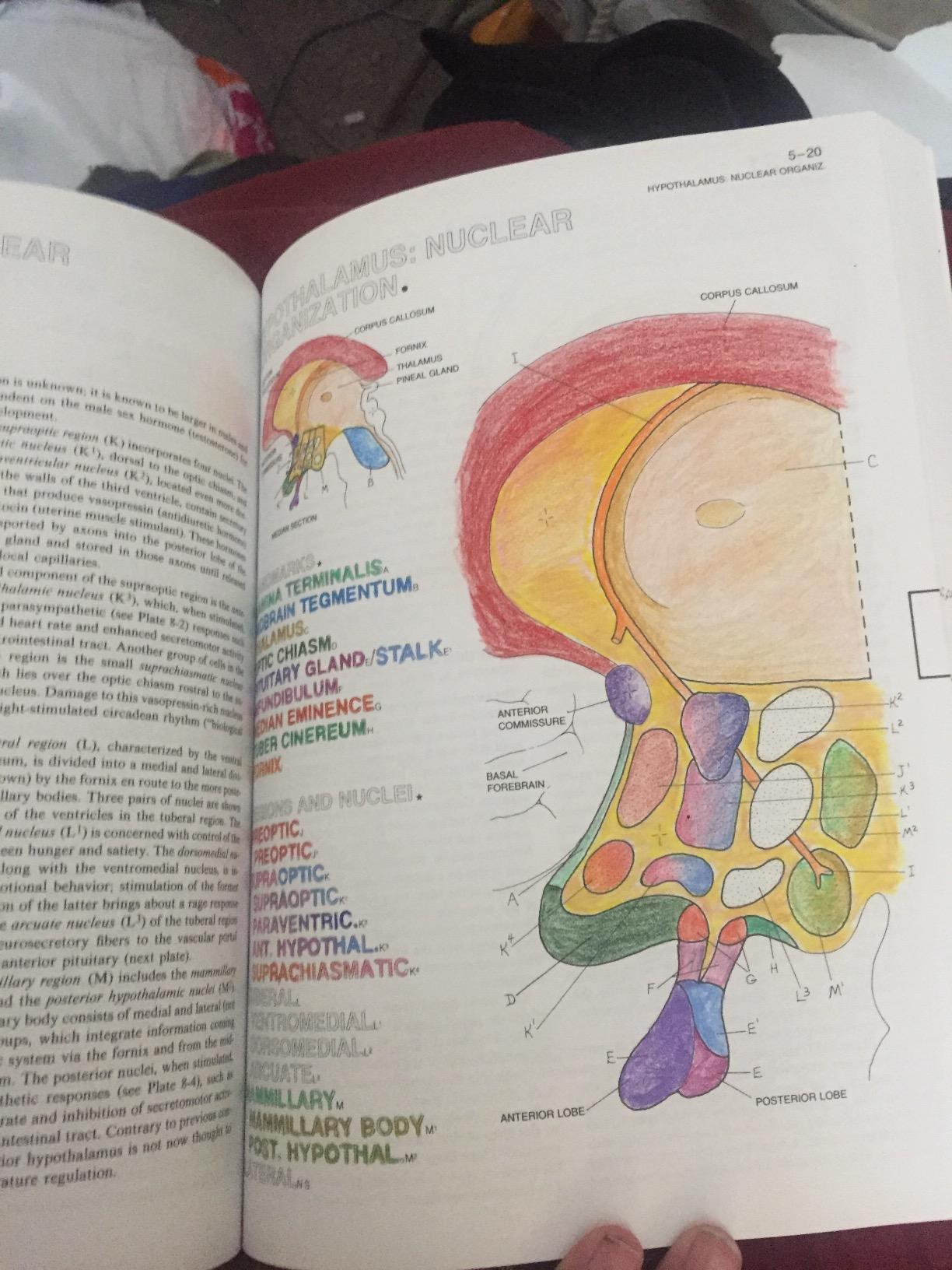 gorgeous book with very detailed drawings