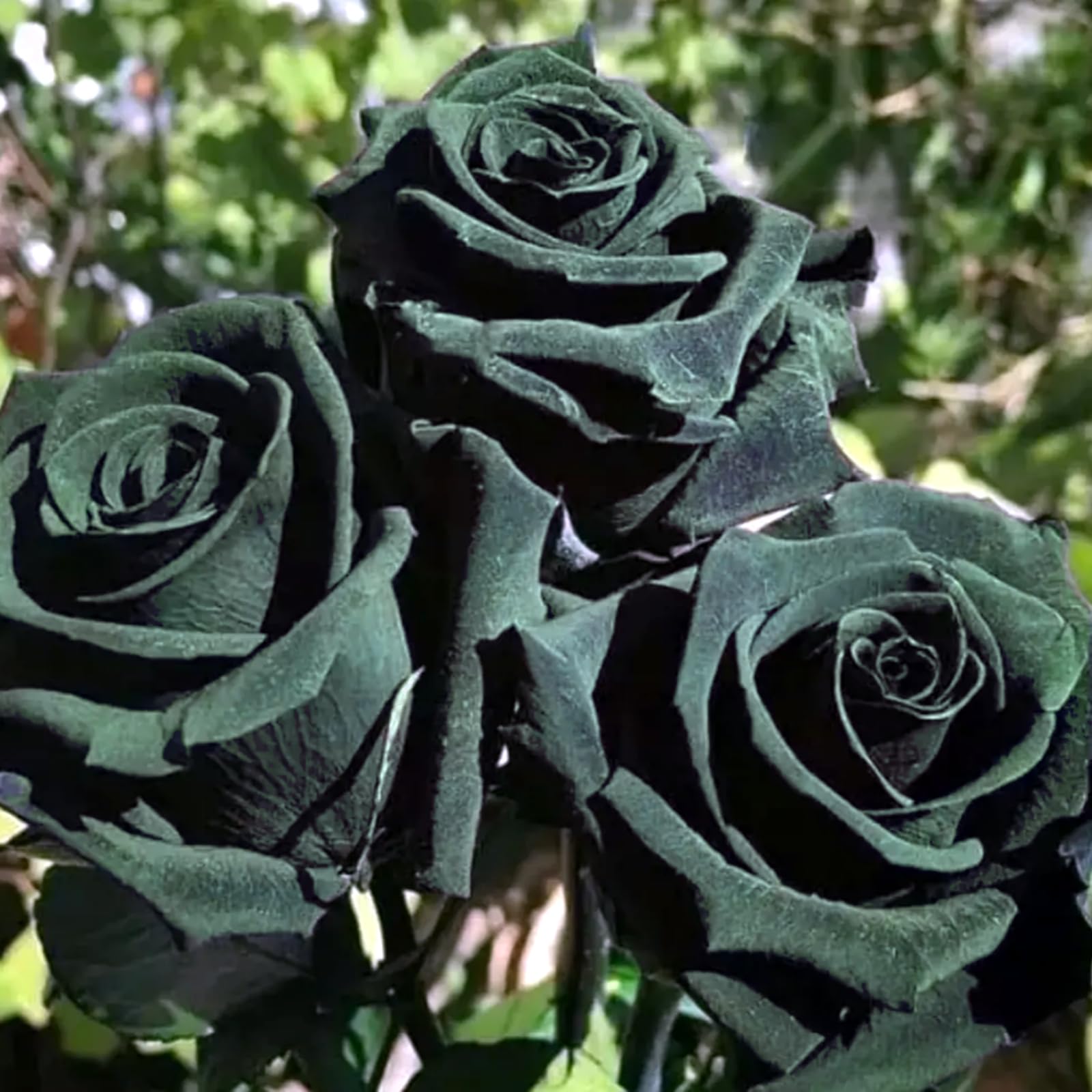 Hermosa rosa, bulbo resistente, perenne, romántico, regalo, decoración interior, jardín.-4 bulbo-F