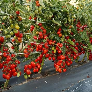 Seeds Vine Tomato Tall Grape Heirloom Vegetable Non GMO