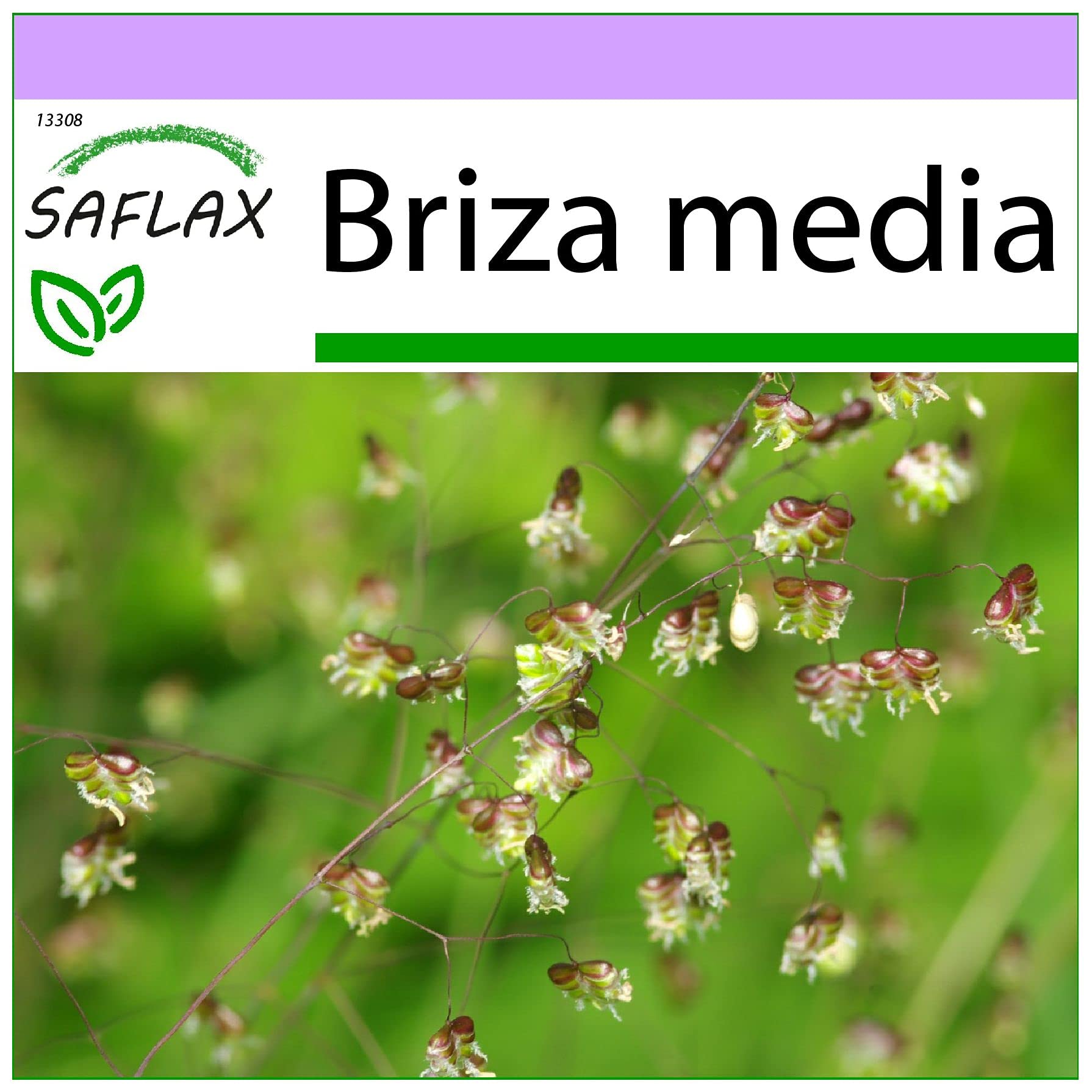 SAFLAX - Quaking Grass - 75 Seeds - Briza Media