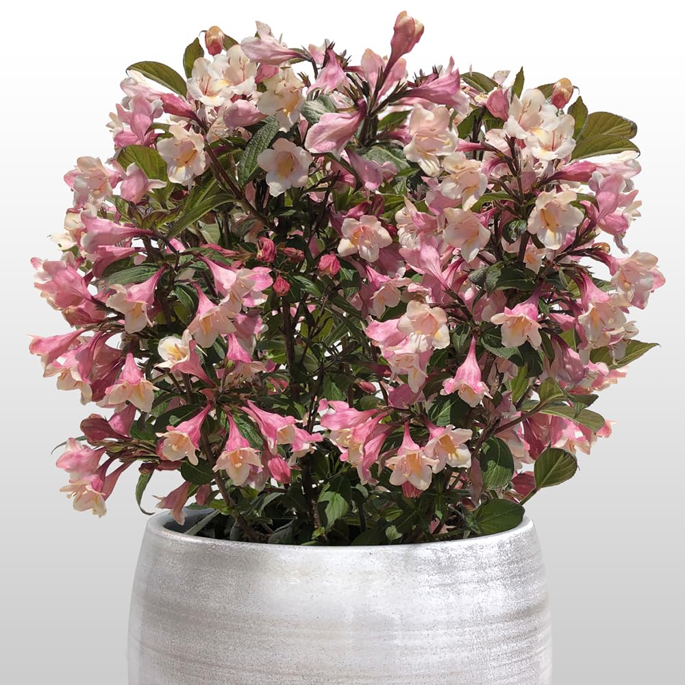 YouGarden Weigela 'Vintage Love', Established Plant in 19cm Pot, Ready to Plant