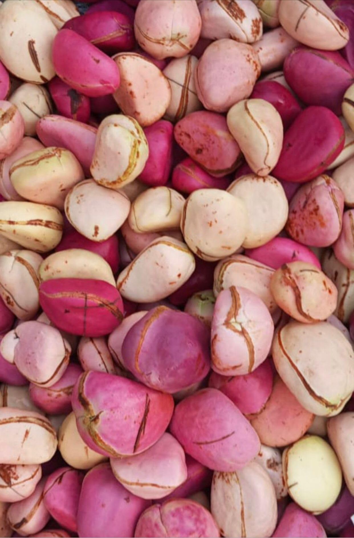 African Kola nuts, Kola nut Mixed Red & White Obi, Cola Nitida, Kolanut, 2 lobe kola nut, Cola nut.- 10 oz/ 280gram