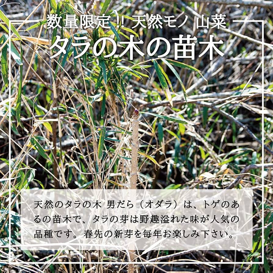 ライライ様のタラの木の苗 ライライ様のタラの木の苗 ライライ様のタラの木の苗