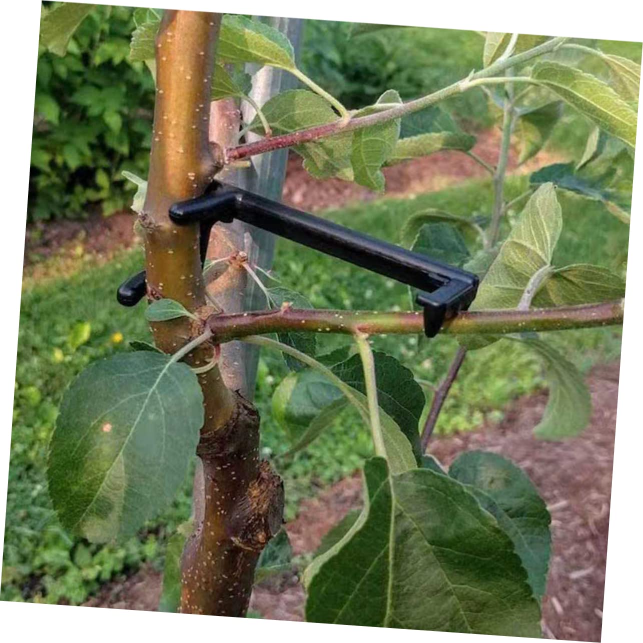 Toddmomy 5 Sätze Filialpresse Zweig Pflanzenbieger Biegeklammern Für Pflanzen Geäst Pflanzenclips Bonsai-stammbieger Astbefestigungsklammern Äste Biegen Clips Sport Schwarz 10 Stück * 5