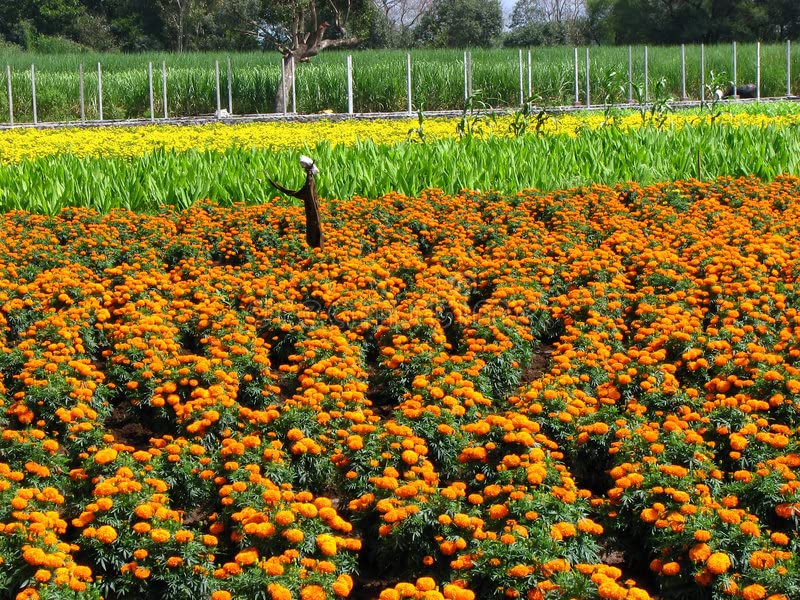 VedoMax Marigold Tea | Calendula Tea | Yellow and Orange Marigold Tea | Healthy Blend | Herbal Tea | Flower Petals Tea, Free Caffeine - (50 GM) 2