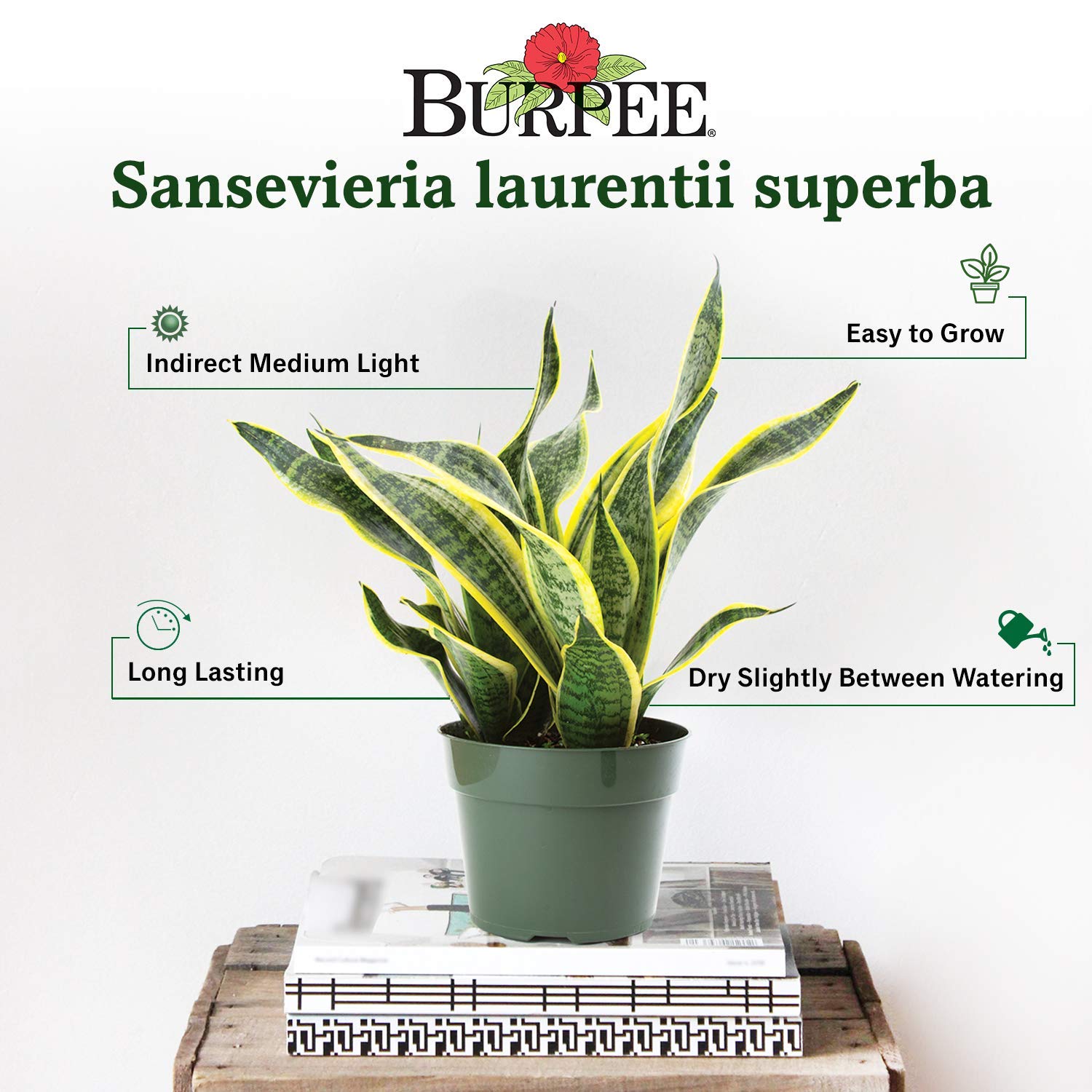 succulent plants wall hanging Jade Green Succulent