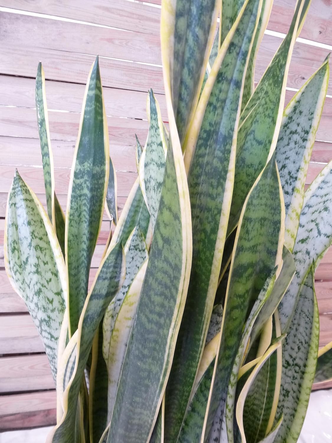 [Palmenlager] XL Sansevieria "laurentii" 100 cm - 24 cm Ø Topf - Bogenhanf - Schwiegermutterzunge/Zimmerpflanze