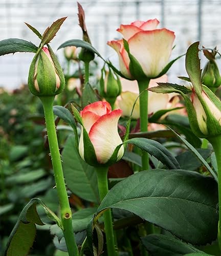 Miniatura 5 de 100 semillas de rosas de color mixto de rosas raras semillas de flores de jardín reliquia