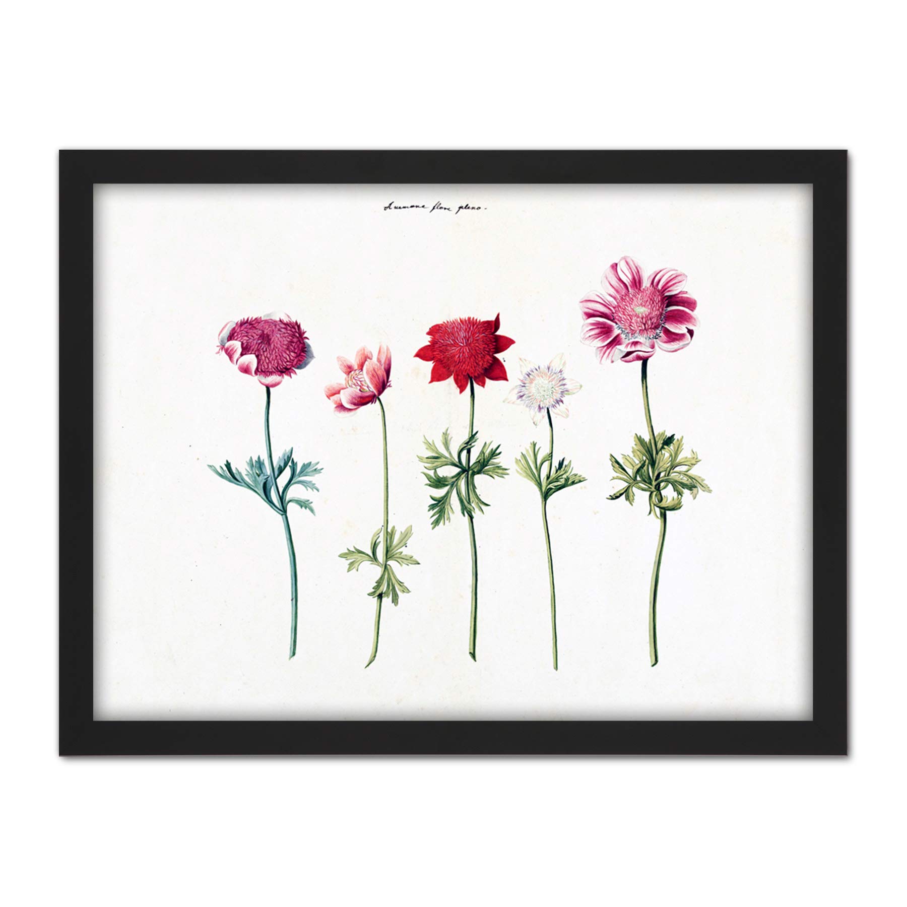 Artery8 Five Studies Of Anemones Pretty Flowers Drawing Artwork Framed Wall Art Print 18X24 Inch