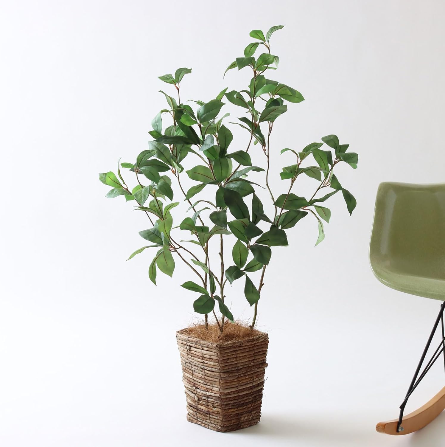 19多肉植物エケベリア〈カット苗〉☆寄植え100苗 サボテン 観葉植物