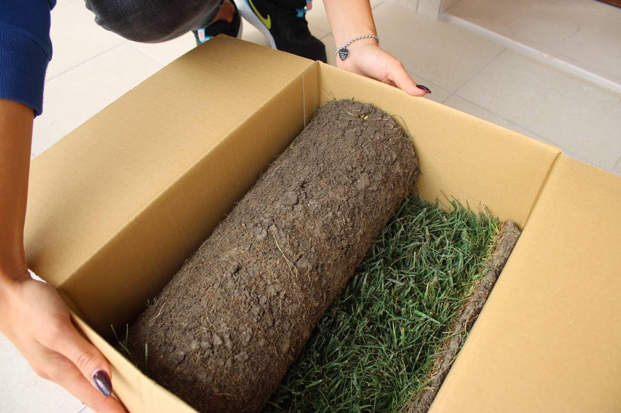 PratoErboso GreenZolla - L' Originale Lettiera per Gatti in Erba Vera Naturale, Traversina 100% Naturale Cuccia per Gatti in Vero Prato, Zona Gioco e Relax per Animali Misura Maxi