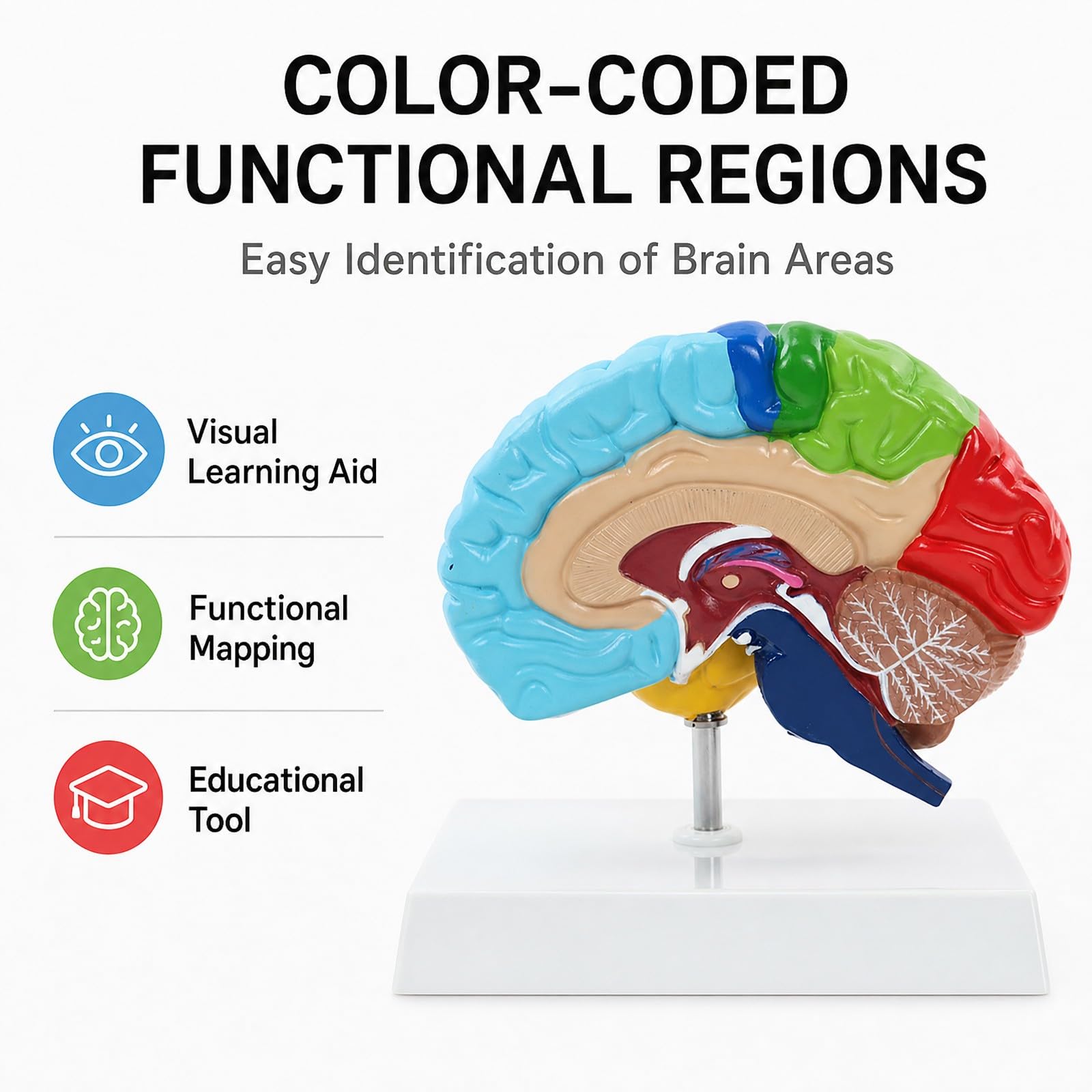 Modelo Anatómico del Hemisferio Derecho 1:1 con Base para Enseñanza | Modelo Cerebro Desmontable para Estudio de Arterias Cerebrales y Herramienta Educativa de Divulgación