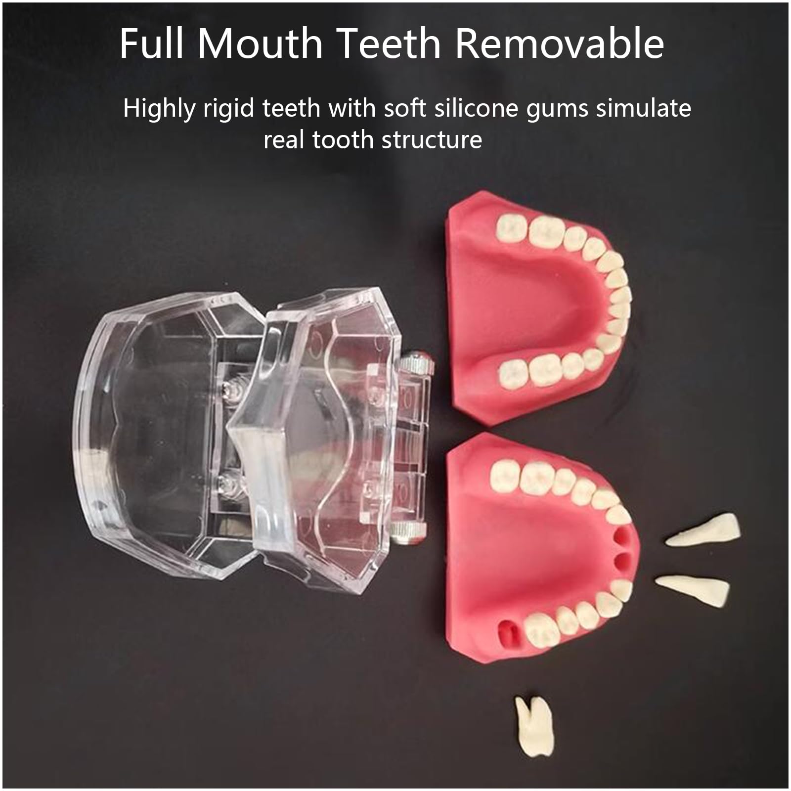 Modello di Estrazione Dentale, Modello Dentale in Resina a Bocca Intera, per la Comunicazione Pratica, Ornamenti clinici, sussidi didattici per l'odontoiatria