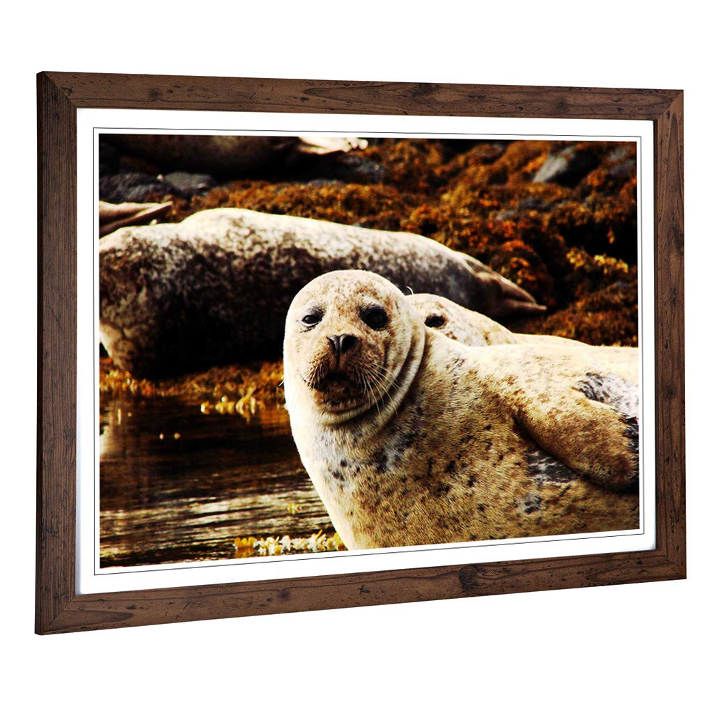 Big Box Art Framed Print of Sea Lions Design | Wall Art Picture | Home Decor for Kitchen, Living, Dining Room, Lounge, Bedroom, Hallway, Office, Walnut, A2 / 24.5x18 Inch / 62x45cm