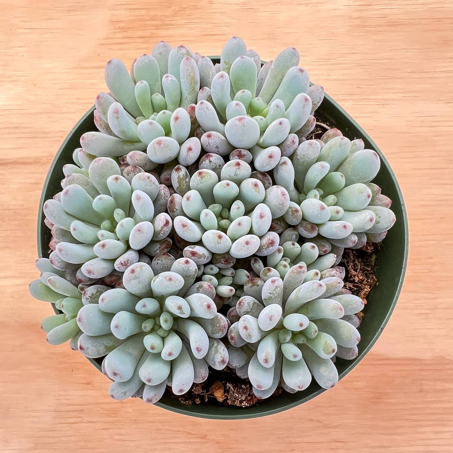 Succulent Bluebean
