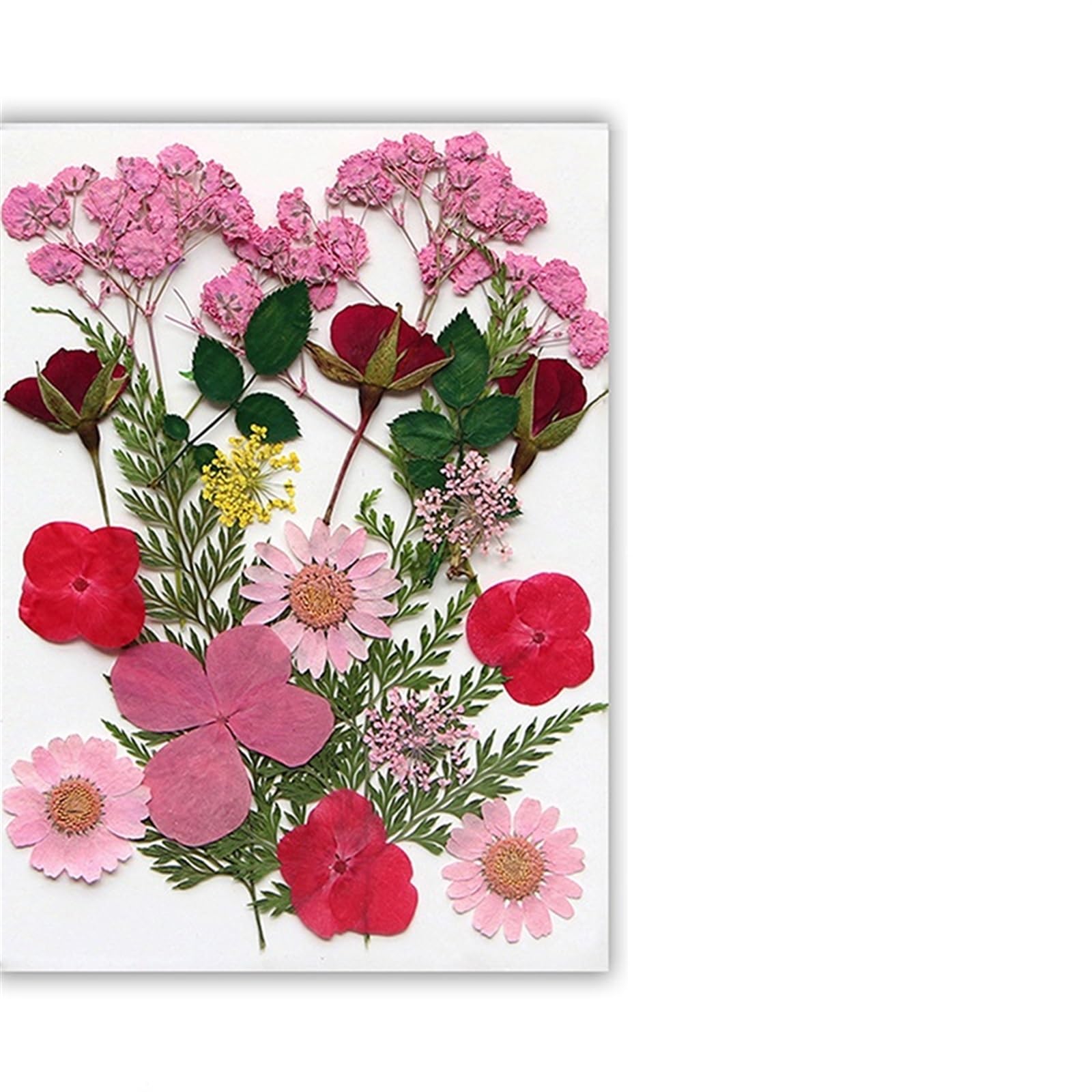 OZLCUA Flowers Pressed Dried Dried Flowers Real Natural Plant Pressed Flower For Epoxy Resin Filling DIY Nail Art Handicrafts Jewelry Making Craft Natural Dried Petals(Color-M)