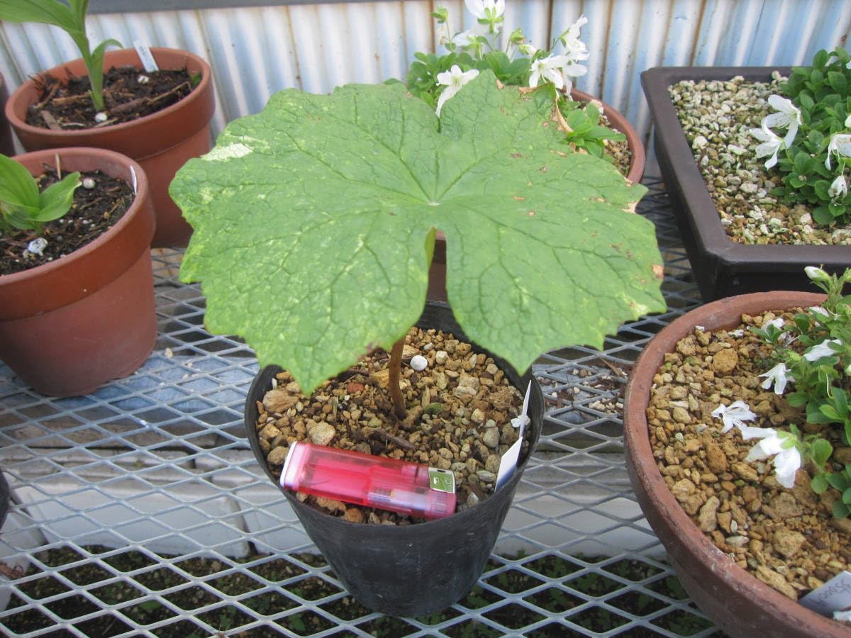 山野草　斑入り　サンカヨウ　大株E Amazon.co.jp: 山野草 斑入り サンカヨウ 15E : おもちゃ