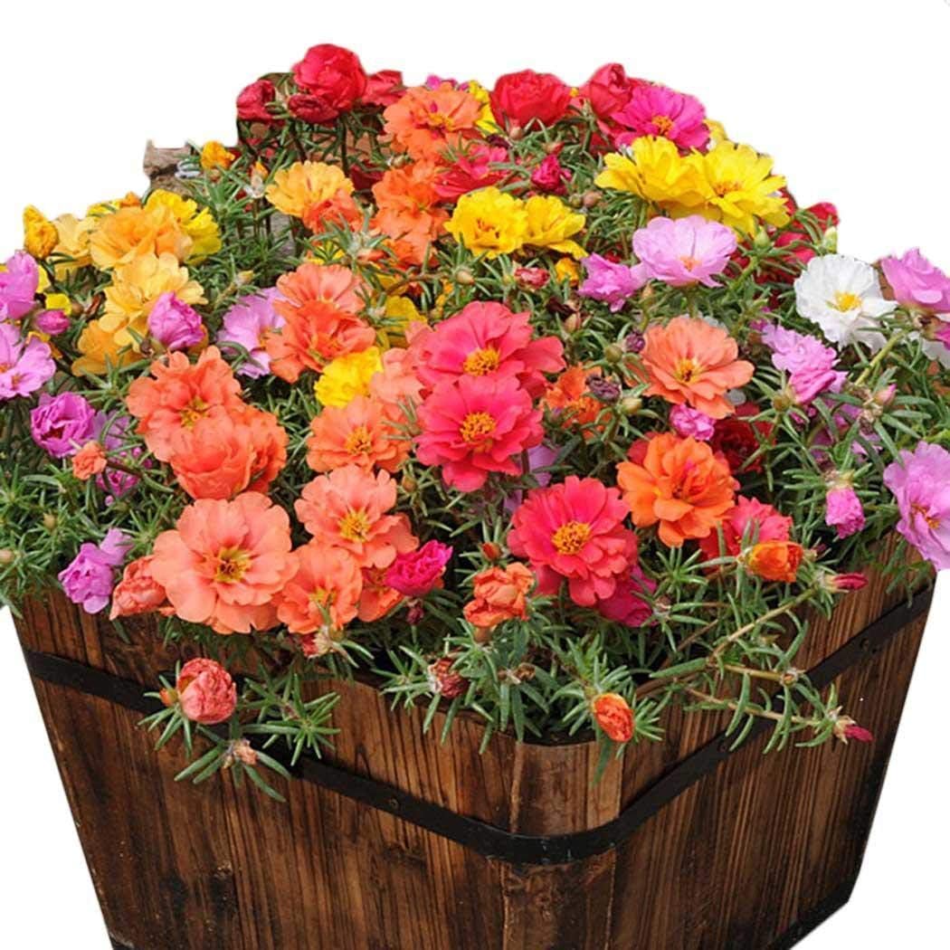Hanime 10000pcs Rare Portulaca Grandiflora Seeds Bonsai Planting Flower Home Garden Flowers