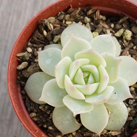 Amazon Co Jp ファンクイーン 7 5cmポット エケベリア Echeveria Fun Queen 福岡県産 多肉植物 多肉 観葉植物 インテリアグリーン 寄せ植えに 本 ホーム キッチン Amazon Co Jp ファンクイーン 7 5cmポット エケベリア Echeveria Fun Queen 福岡県産 多肉植物 多肉 観葉植物 インテリアグリーン 寄せ植えに 本 ホーム キッチン