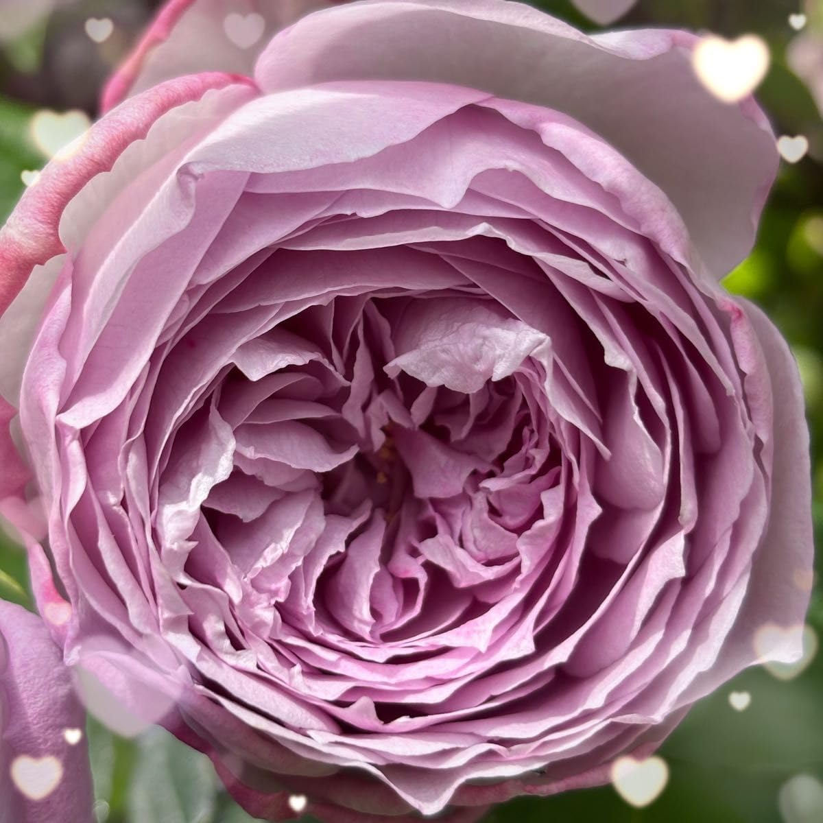 3039 農薬不使用 イチジク 31バナーネ取り木苗 樹上完熟いちじく