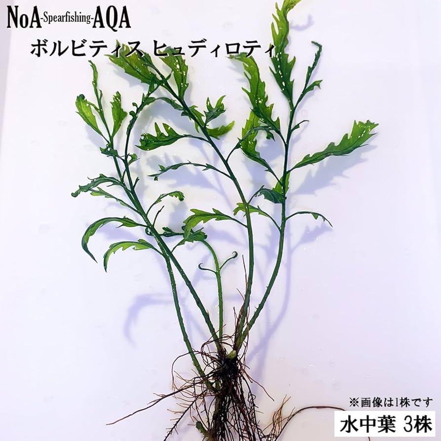 ボルビティス ヒュディロティ　大株 育ったボルビティスは株分けして株数を増やしましょう！