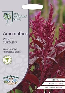 Mr Fothergills - Flower - RHS Amaranthus Velvet Curtains - 1500 Seeds