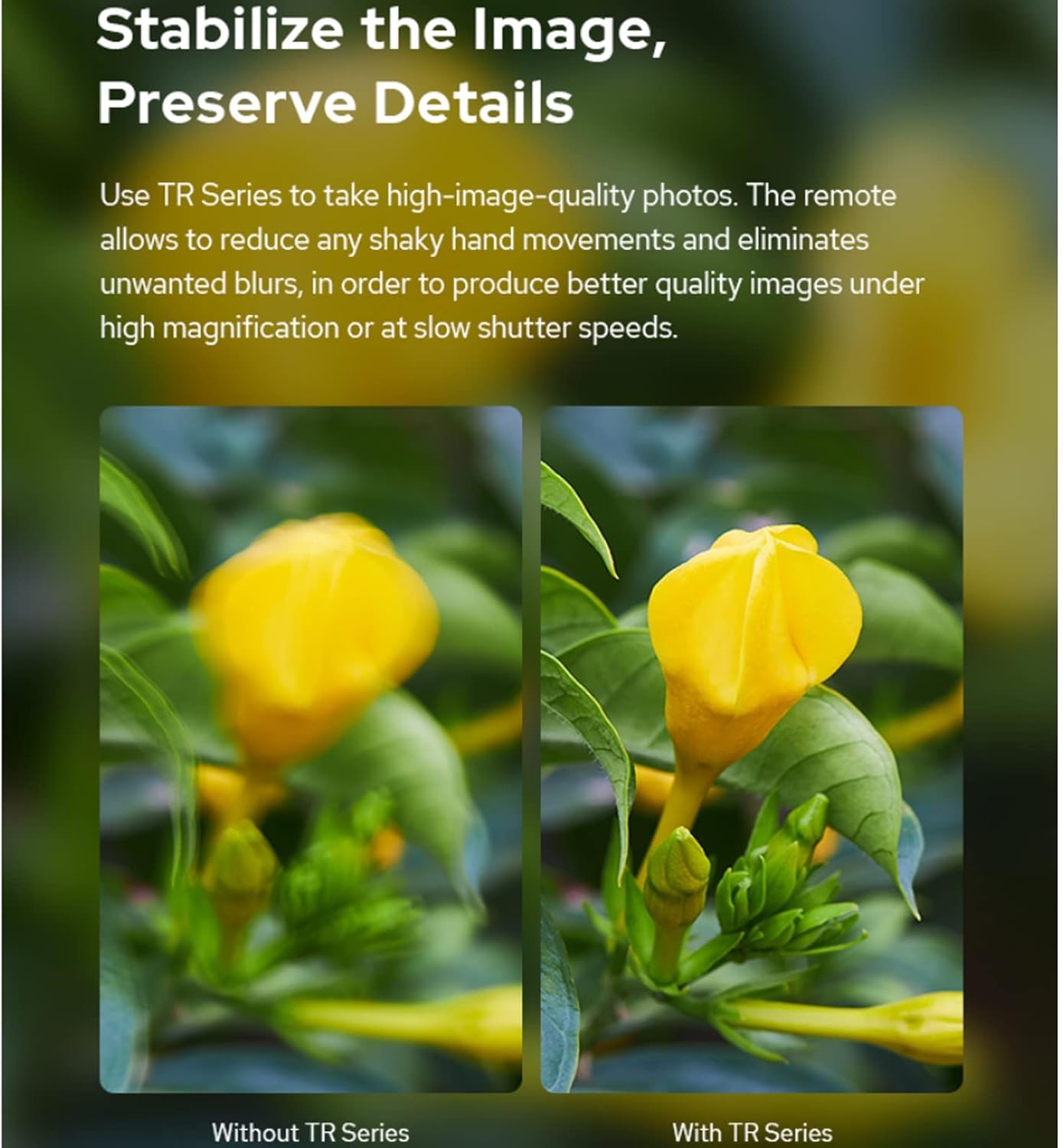 Comparison of blurry and sharp flower images