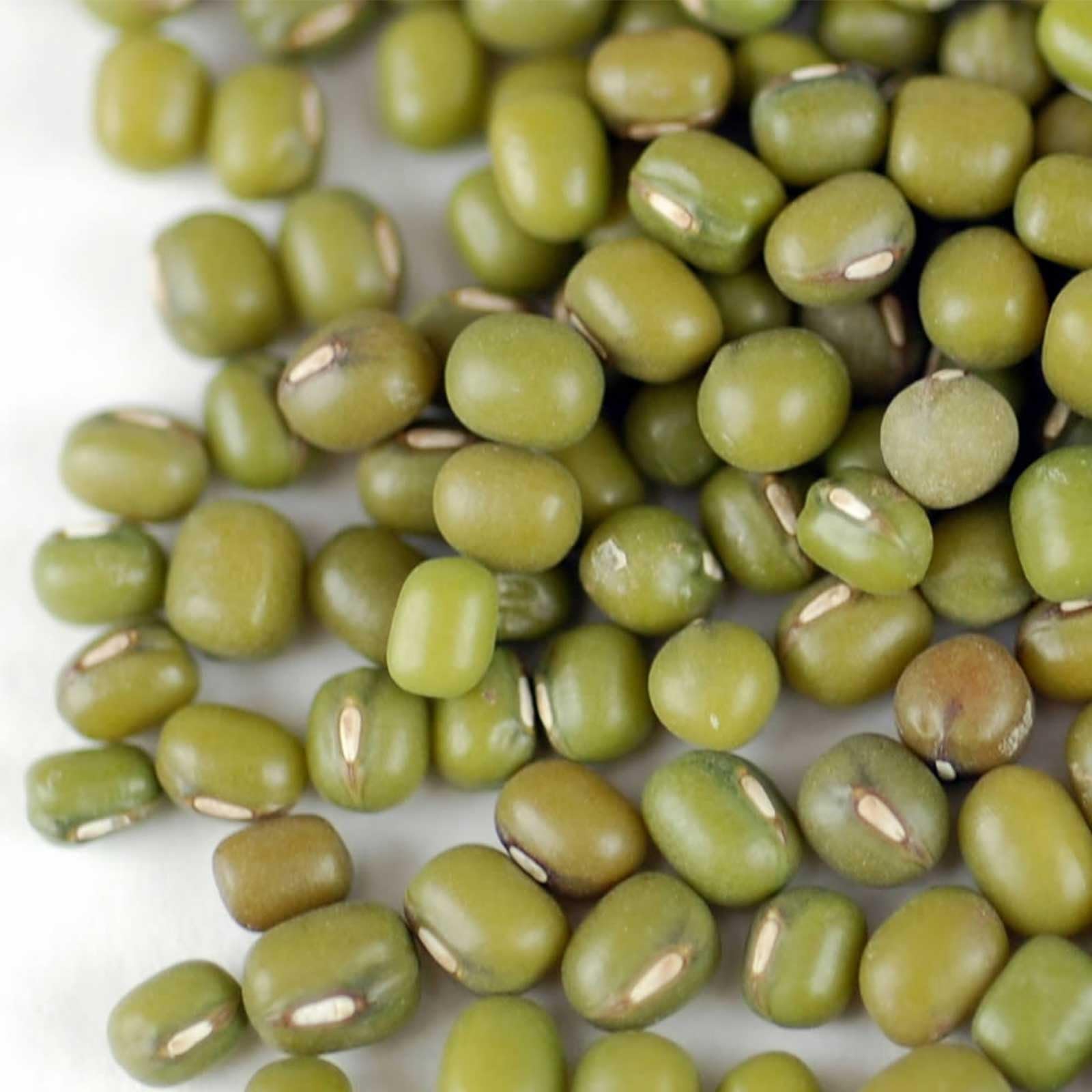Mung Bean Sprouting Seed- Organic - 15 g Packet ~300 Seeds - Handy Pantry Brand - Dried Mung Beans for Sprouts, Garden Planting, Chinese & Asian Cooking, Soup & More