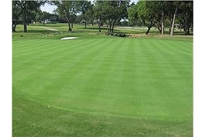 Creeping Bent Grass: For an Exquisite Lawn