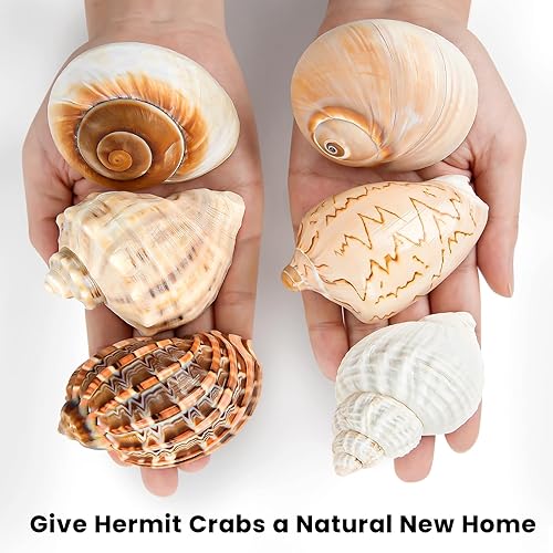 Miniatura 4 de 6 conchas grandes de cangrejo ermitaño  Tamaño natural de concha de mar de 3 a 3.5 pulgadas, tamaño de apertura de 1.5 a 2.5 pulgadas  Conchas turbo