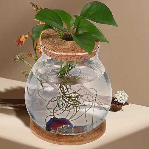 Miniatura 5 de balacoo Pecera de escritorio kit de tanque de acuario de peces de vidrio transparente con tapa de madera y cojín Estaciones de propagación de