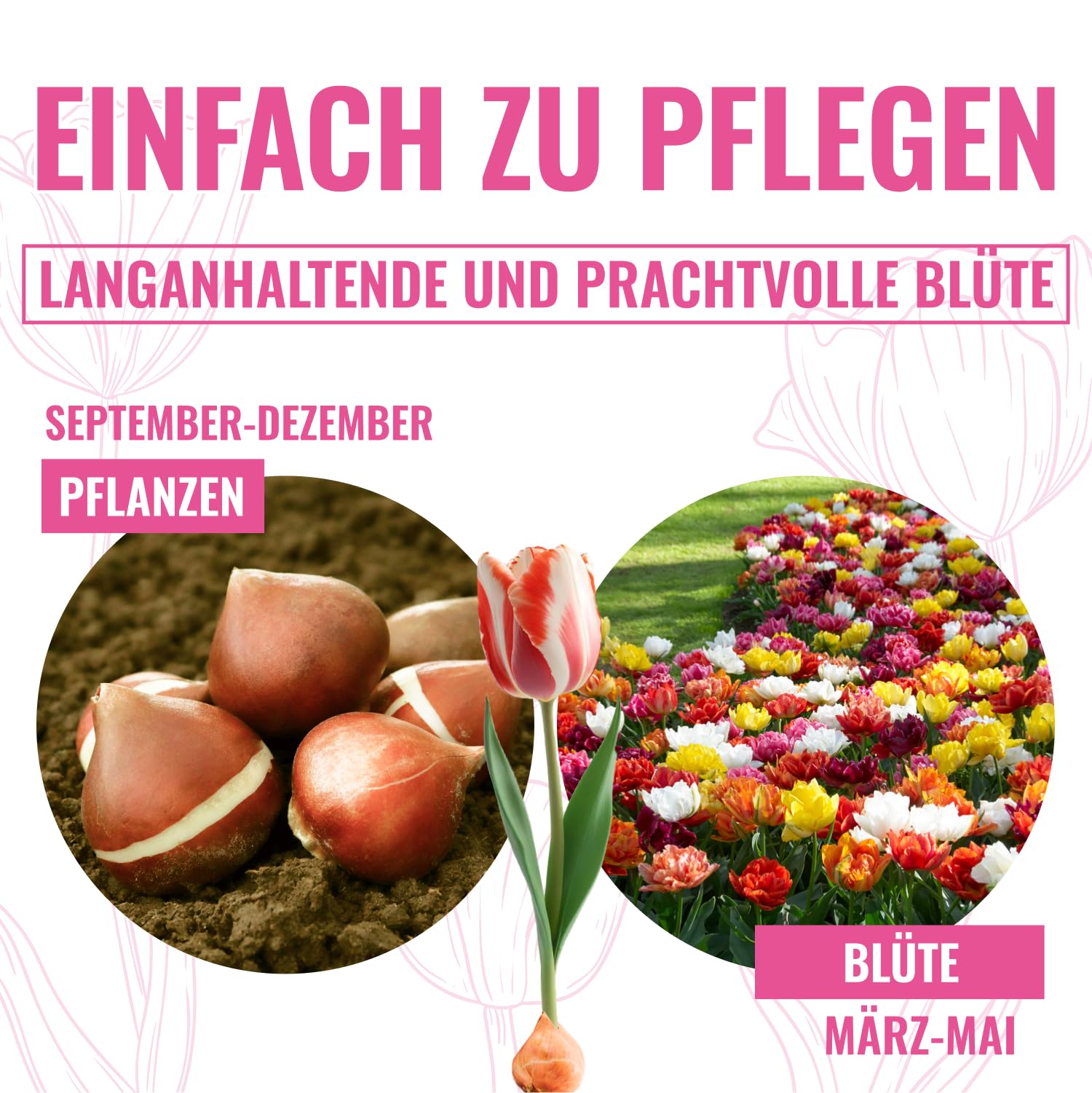 50 Bulbi Di Tulipano Collezione Primavera - 15 Varietà Miste, Olandesi, Resistenti Al Freddo, Per Giardino E Vasi