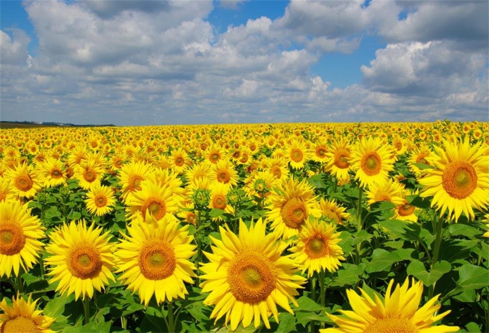 AOFOTO 5x3ft Spring Sunflowers Backdrop Natural Yellow Flowers Field Rural Ranch Background for Wedding Idyllic Countryside Farmland Photography