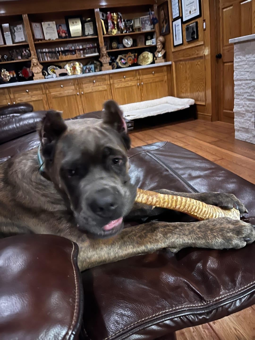 Bully Bunches 12 Inch Beef Trachea Dog Chews - Natural Long Lasting Treats for Medium & Large Dogs, Crunchy Single Ingredient Beef Trachea Chew with Natural Collagen, Protein & Joint Support - 6 Pack