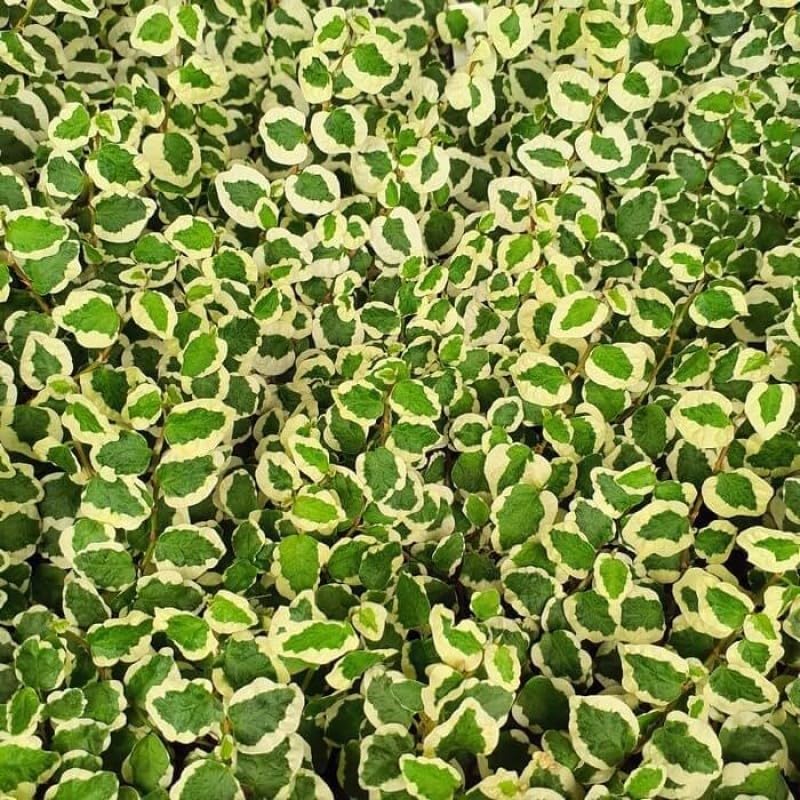 40pz Pianta Ficus Pumila