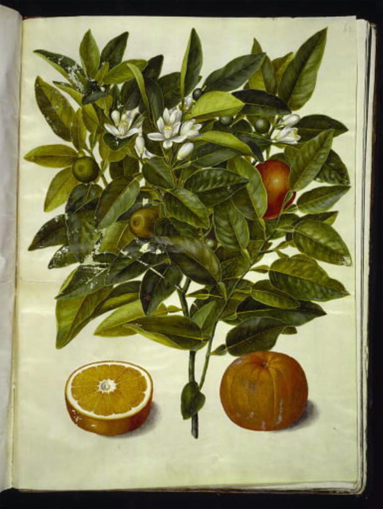 POSTERIIk Famous Modern Artwork Art Mural Citrus Sinensis by Hans Simon Holtzbecker Oil Paintings Pictures for Home Decor 60x90cm