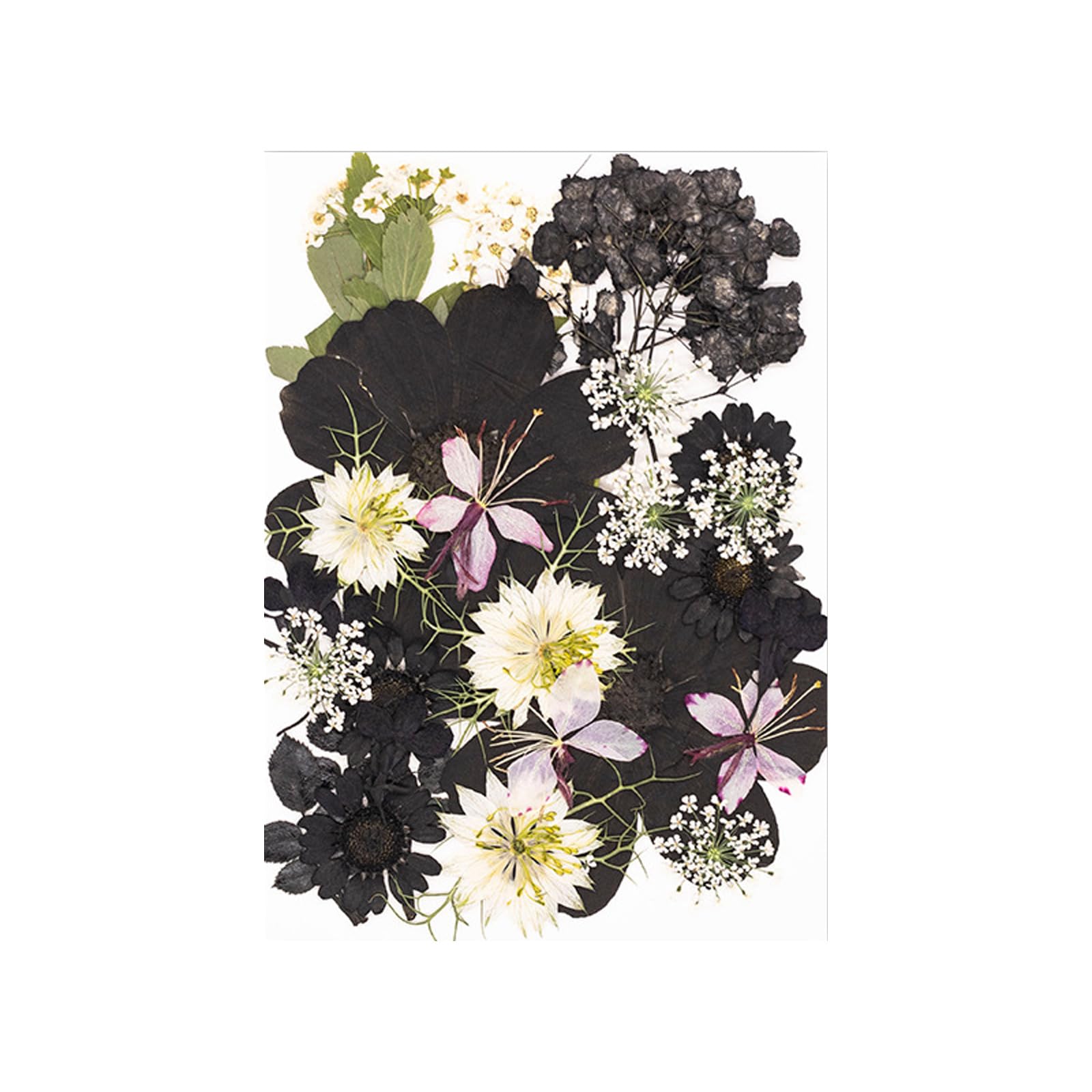 Jazuaiao 30Pcs Real Dried Flower Natural Plant Materials Accessories for Art and Plant Decoration Artistic Pressed Arrangement