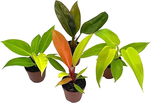 Miniatura 6 de BubbleBlooms Philodendron Surtido Set, macetas de 2 pulgadas, 4 diferentes plantas de casa imperiales Philo