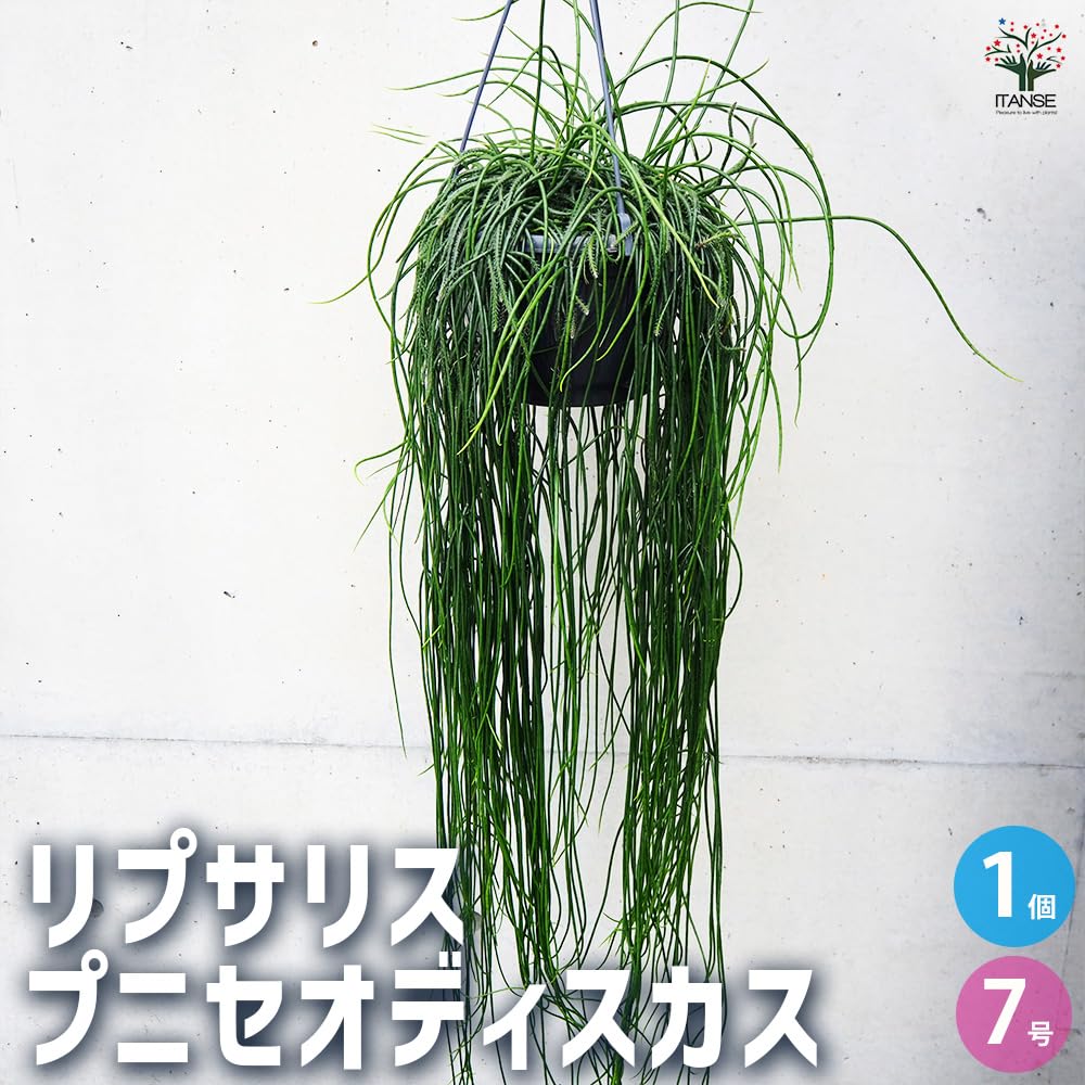 Amazon.co.jp: リプサリス プニセオディスカス 7号 1個売り【品種で
