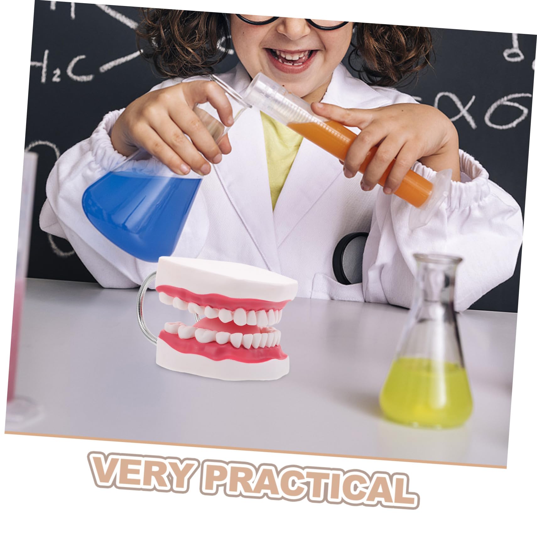 Modello di Protesi Dentaria Ortodontica Modelli di Denti per Istruzione Modello di Dente Umano Strumento di Intaglio per Studenti di Odontoiatria