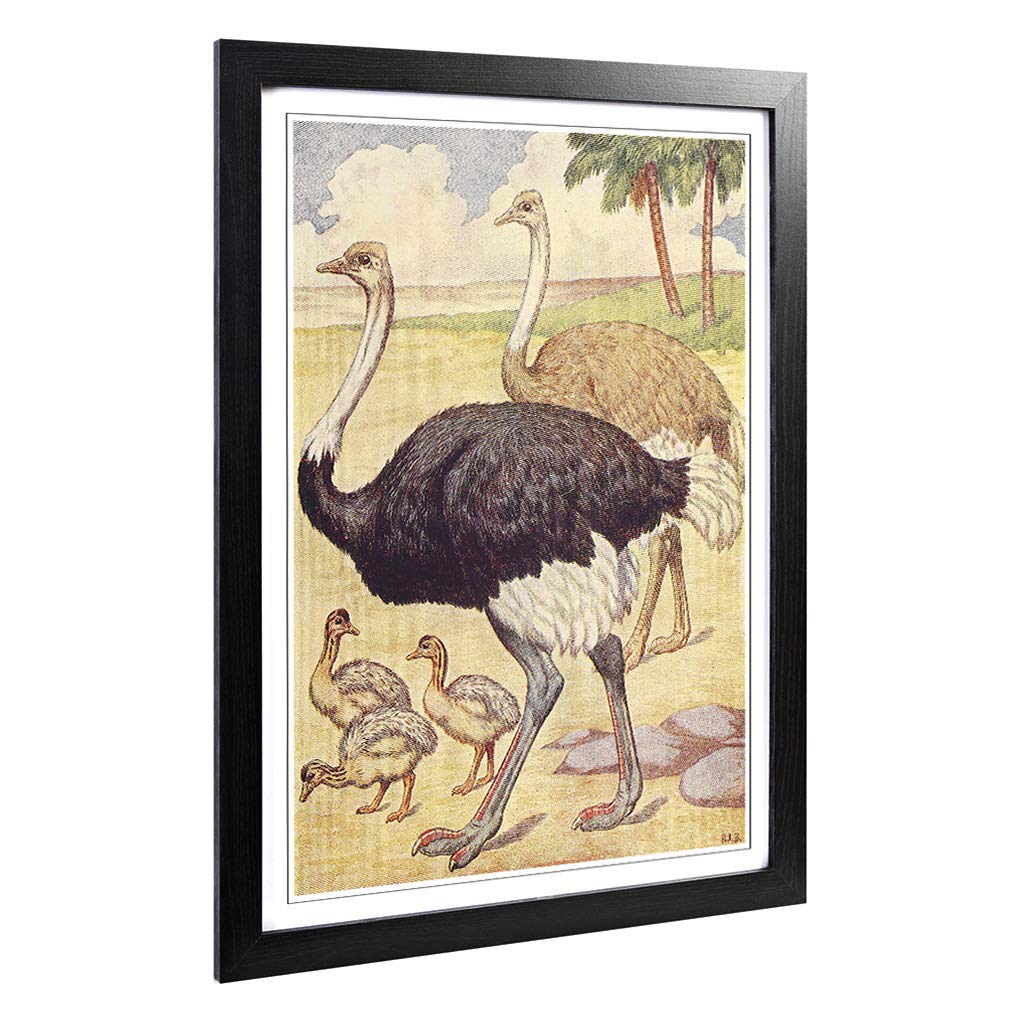 Big Box Art Framed Print of Vintage Percy J Billinghurst Ostriches Design | Wall Art Picture | Home Decor for Kitchen, Living Room, Bedroom, Hallway, Black, A2 / 24.5x18 Inch / 62x45cm