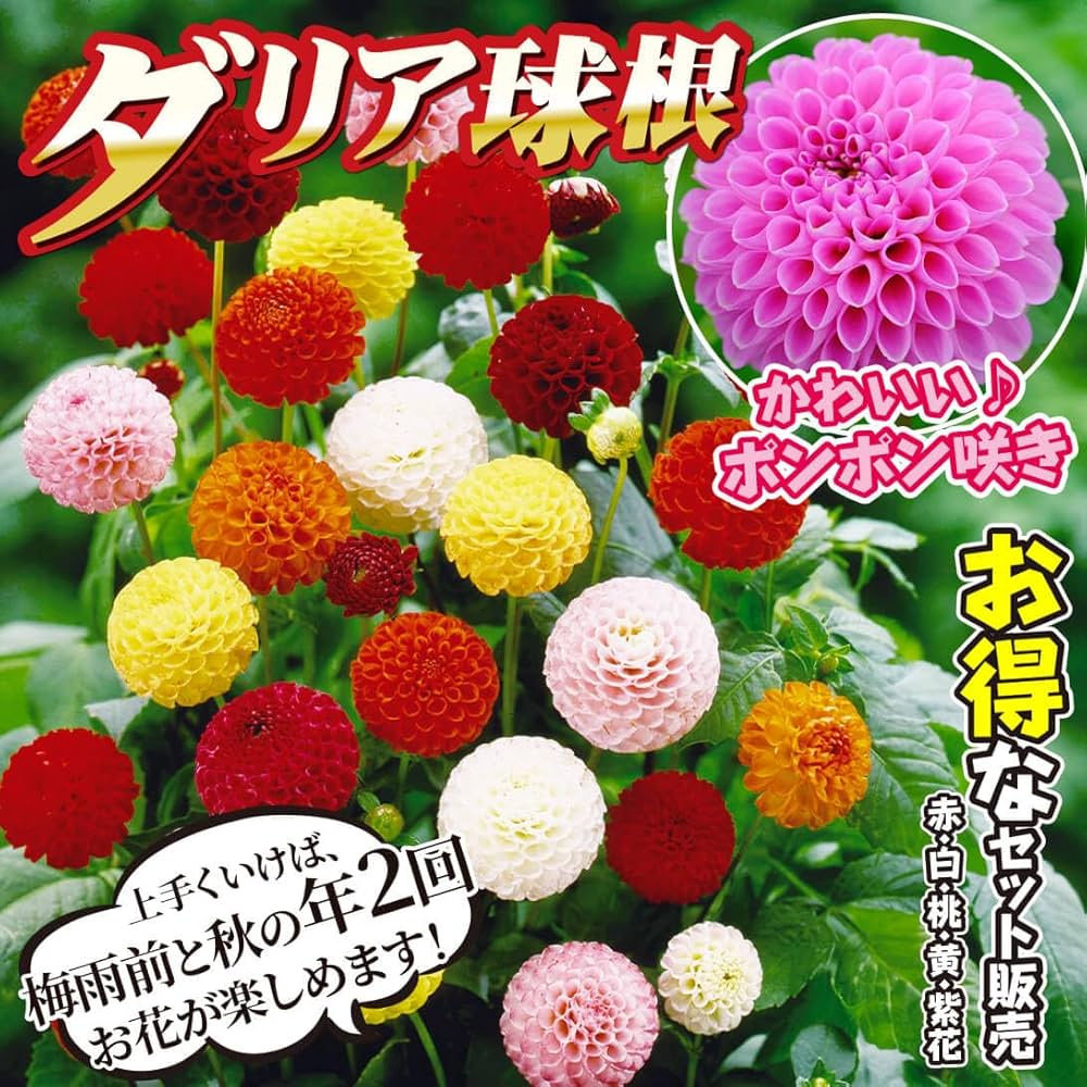 71h8dZXO9LL._AC_UF1000, 71h8dZXO9LL._AC_UF1000,