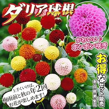 ダリア（感謝） ダリア 花言葉「感謝」 | 花以想の記