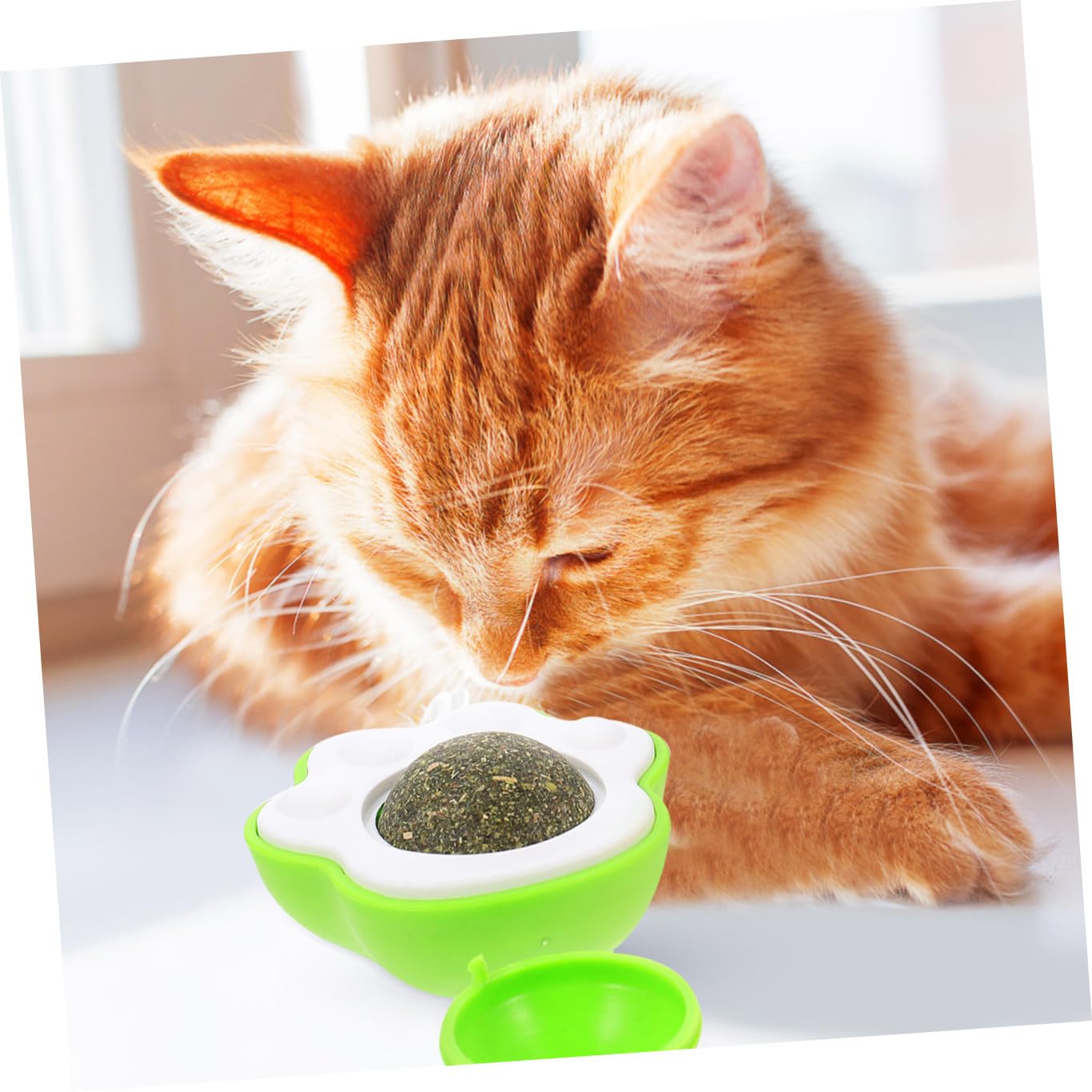 BESPORTBLE 12pièces De Laitance pour avec Herbe à Chat Jouet Interactif Édible pour