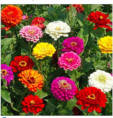 Miniatura 4 de Mezcla otoñal de flores silvestres