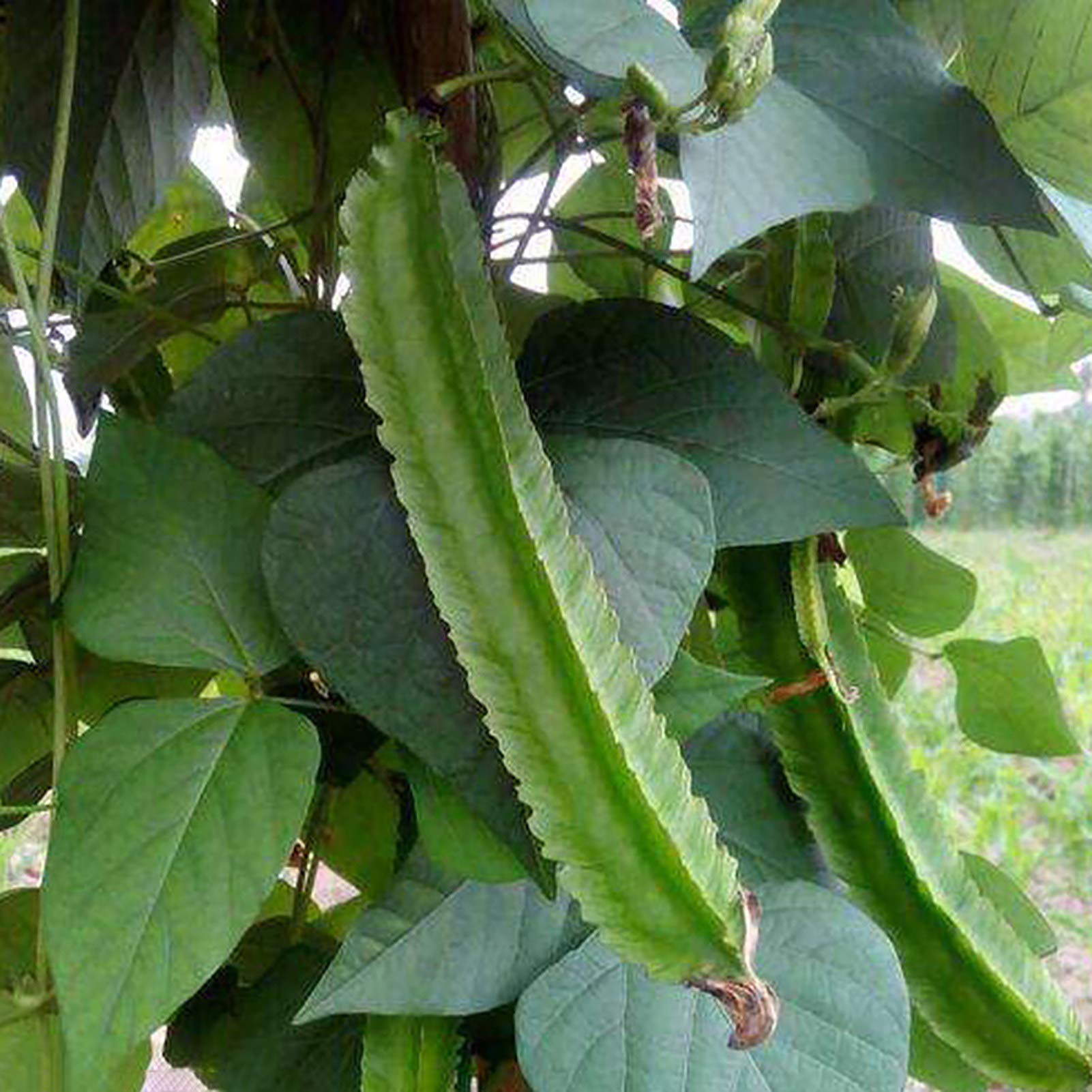 VibeX F1 Hybrid Winged Bean Seeds-100 Seeds (B0BBGQSFX6) Amazon Price History, Amazon Price Tracker